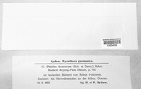Brunnipila dumorum image